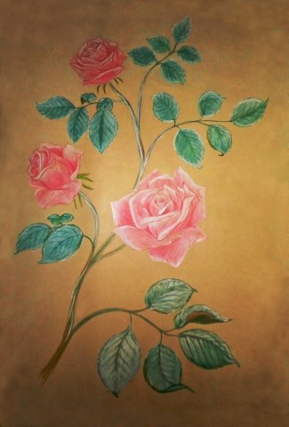 disegno a colori di arbusto di rose