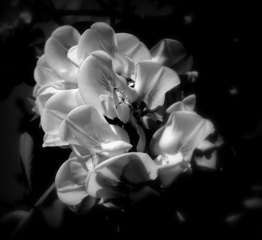 fiore di acacia in bianco e nero