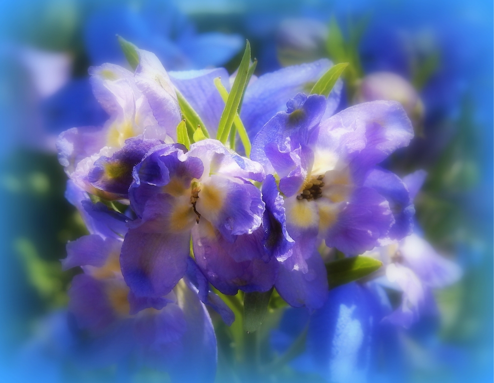 iris astratto