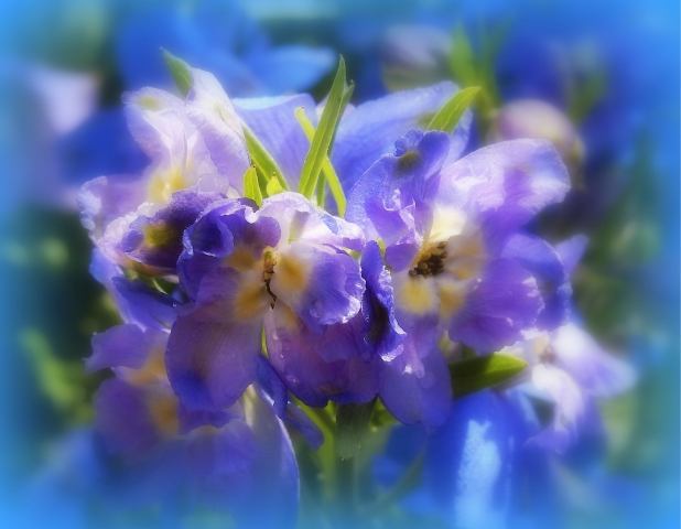 iris astratto