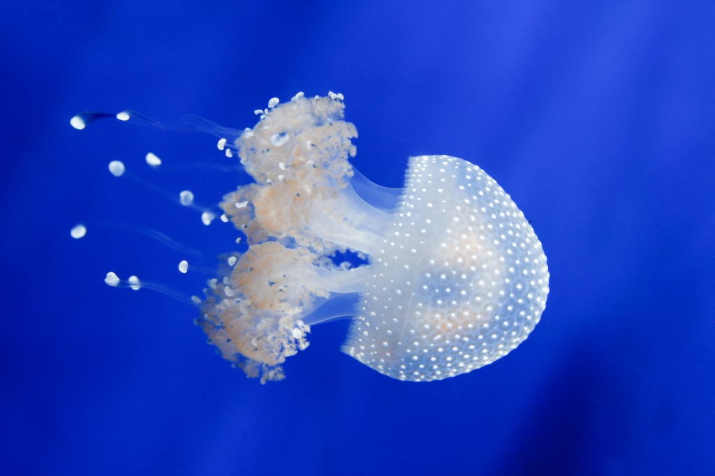 Blu Profondo