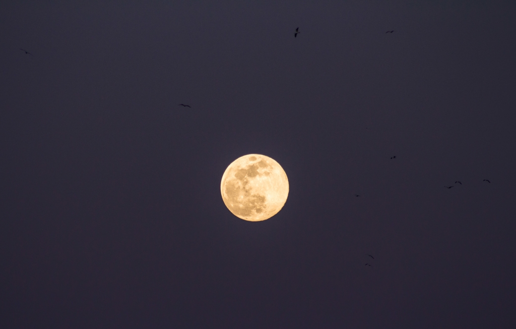 Night birds