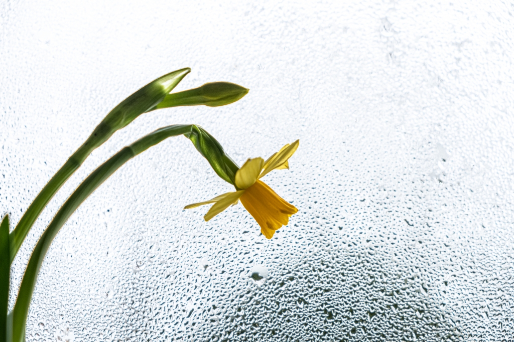 Narciso3