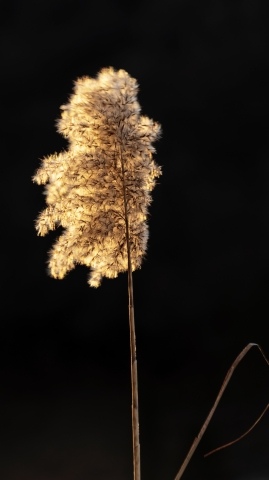 Racchiudere la luce