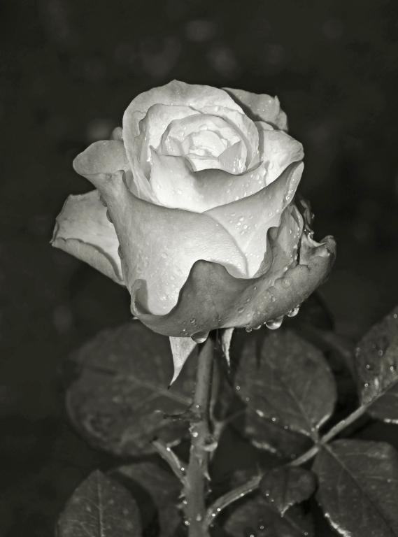rosa su sfondo scuro