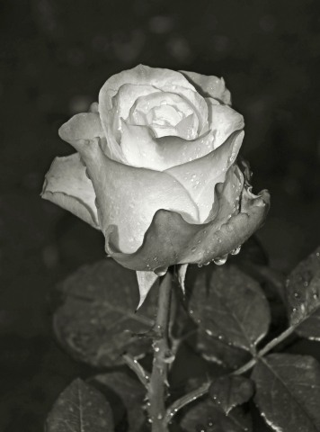 rosa su sfondo scuro