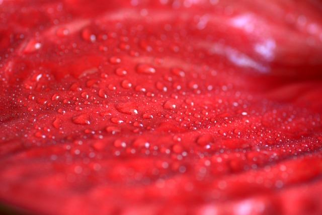 Dew drops on the leaves of anthurium