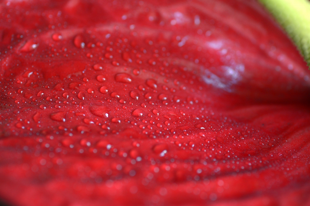 Dew drops on the leaves of anthurium