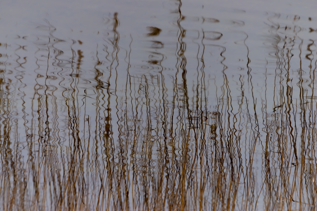 Frenetici riflessi