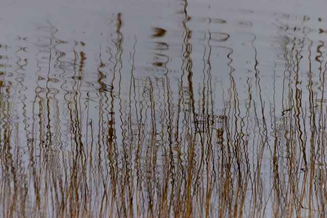 Frenetici riflessi