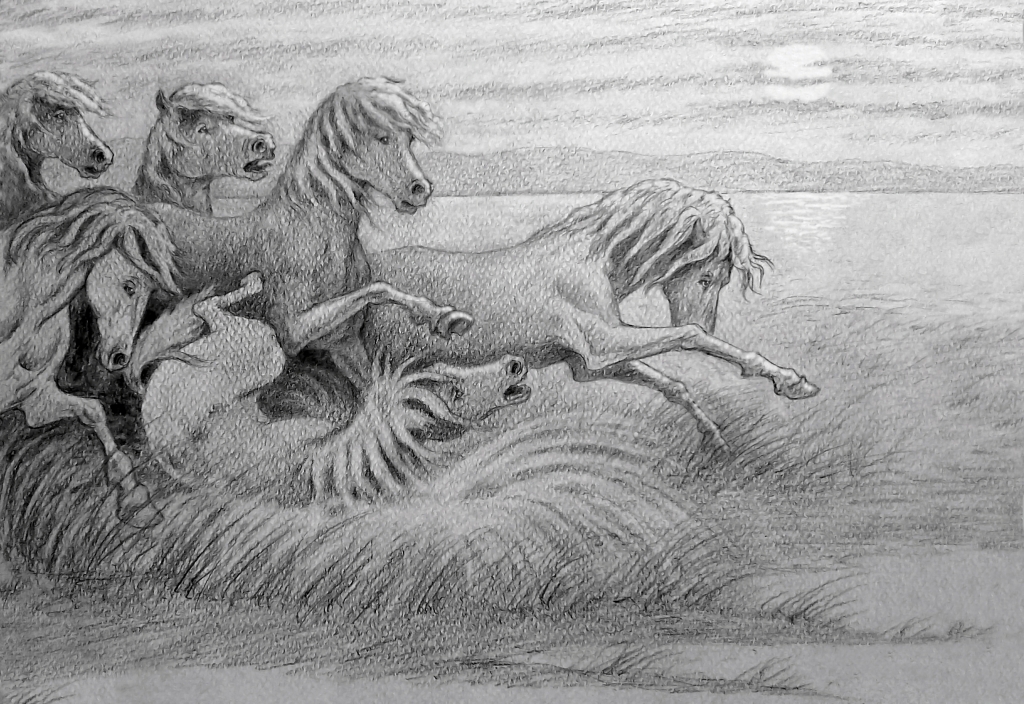 cavalli selvaggi