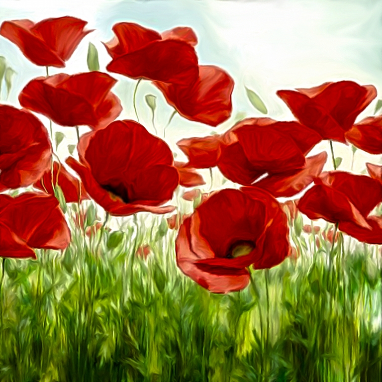 fotografia artistica - fiori - arte digitale