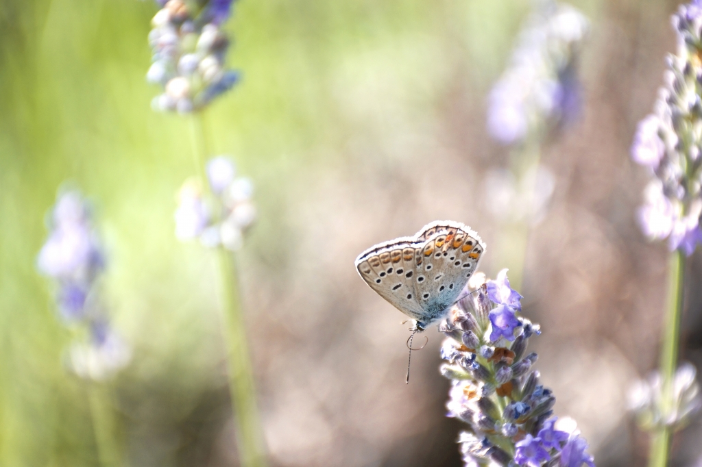 Farfalla sui fiori