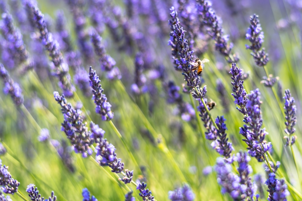 APE SI POSA SULLA LAVANDA