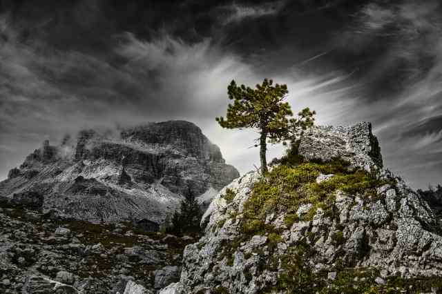 lonly tree
