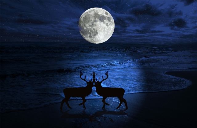 Cervi al chiar di luna