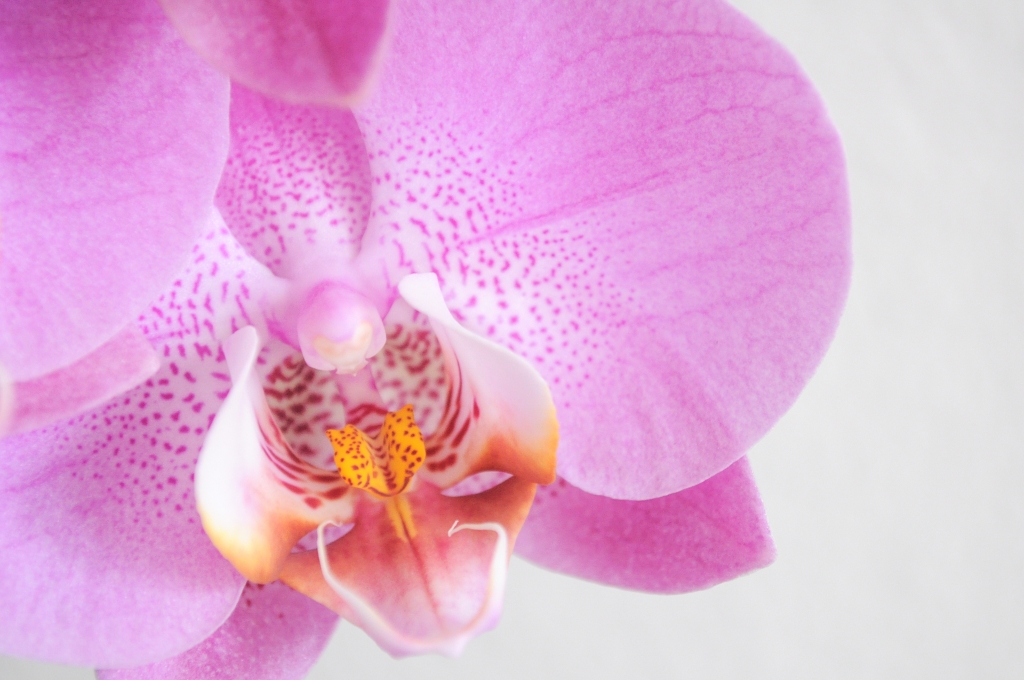 Orchidea