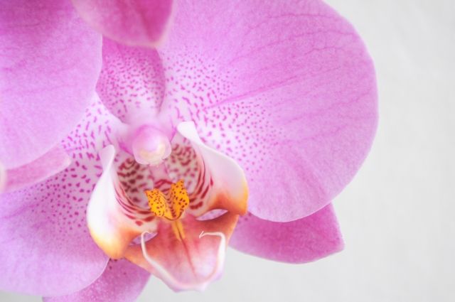 Orchidea