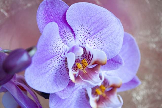 Orchidea lilac