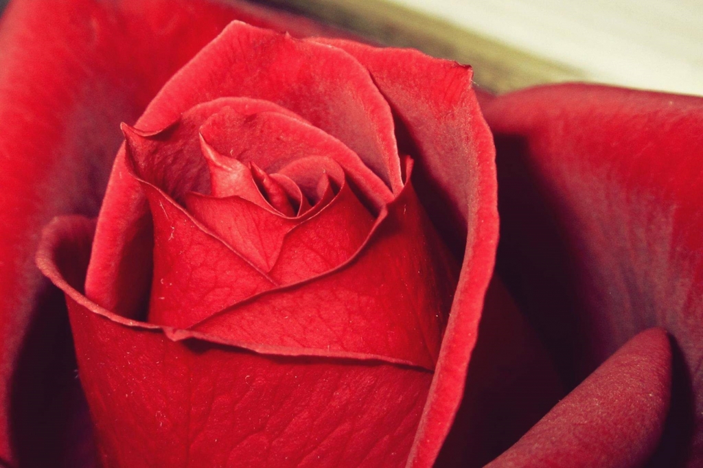 Red rose