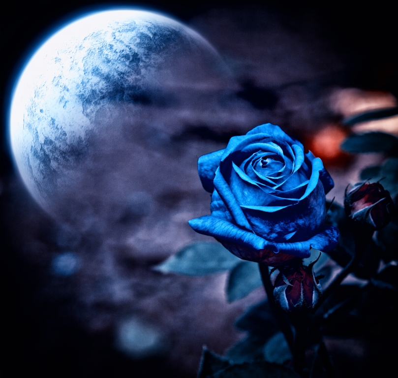 FLOWER OF ROMANCE