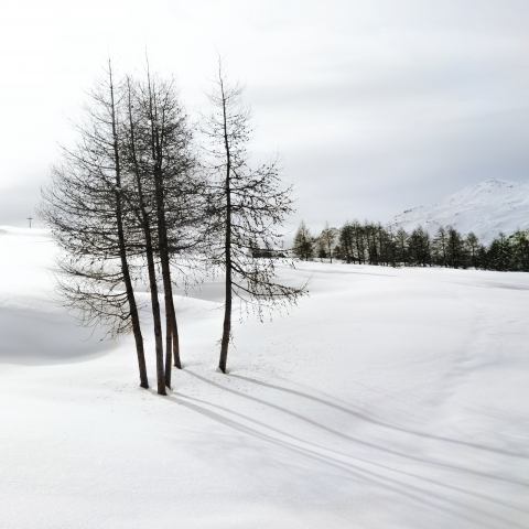 Larici invernali