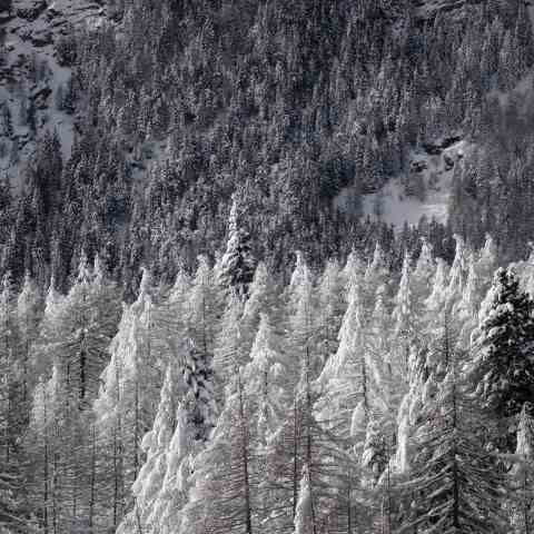 Larici innevati