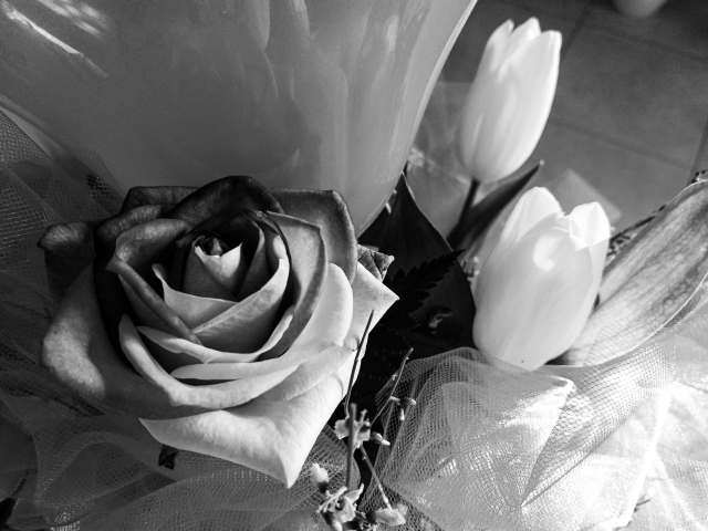 ROSA E TULIPANI B&W