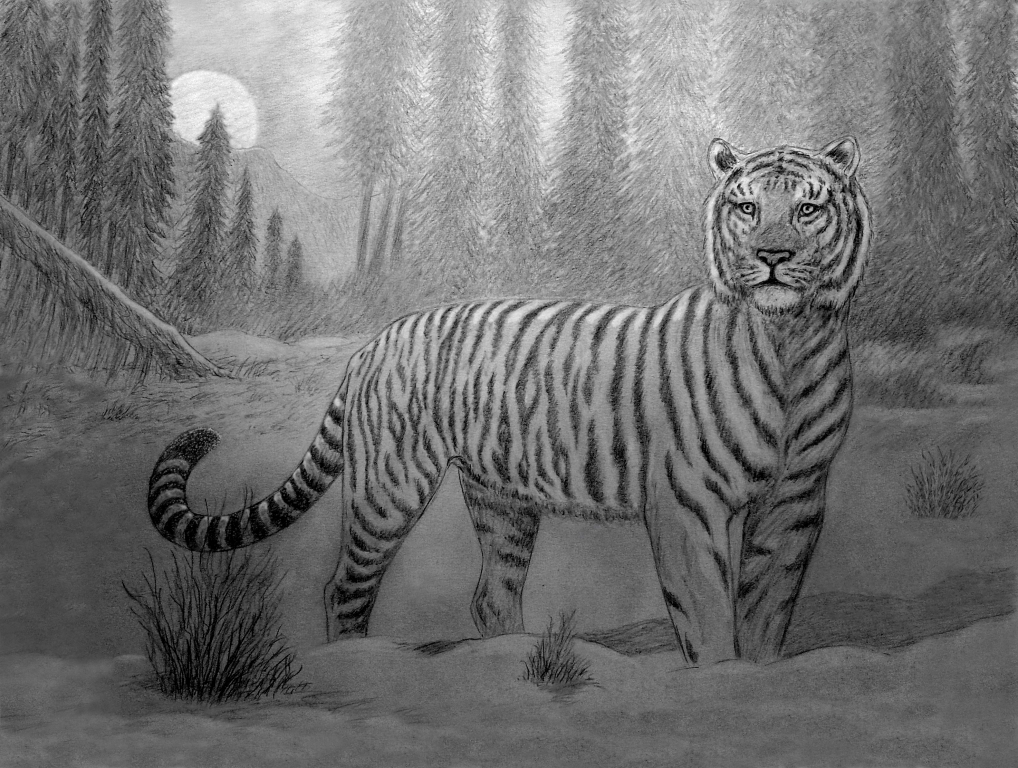 tigre siberiana nella foresta innevata all'alba