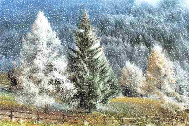 Nevicata · silbongia
