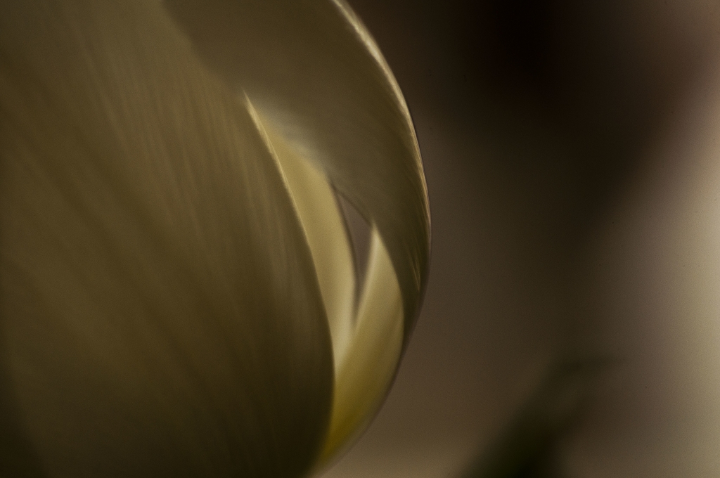 Tulip