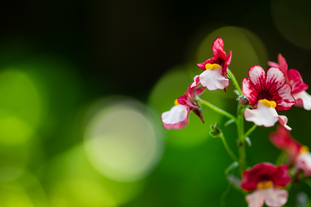 Fiori colorati