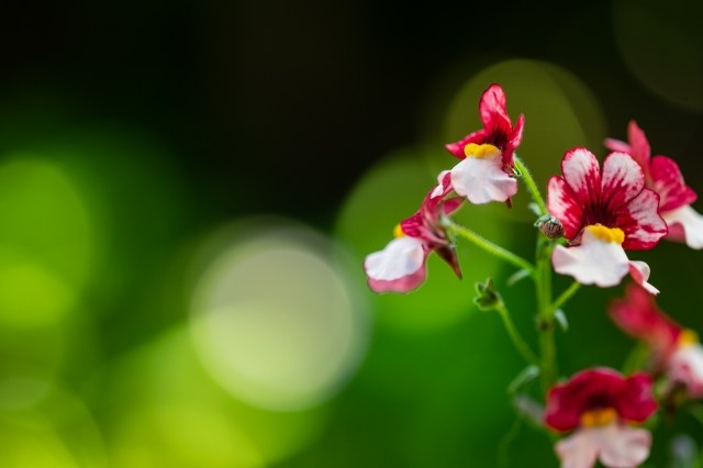 Fiori colorati