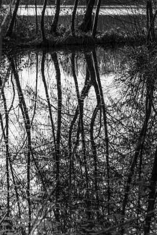 Alberi dello stagno