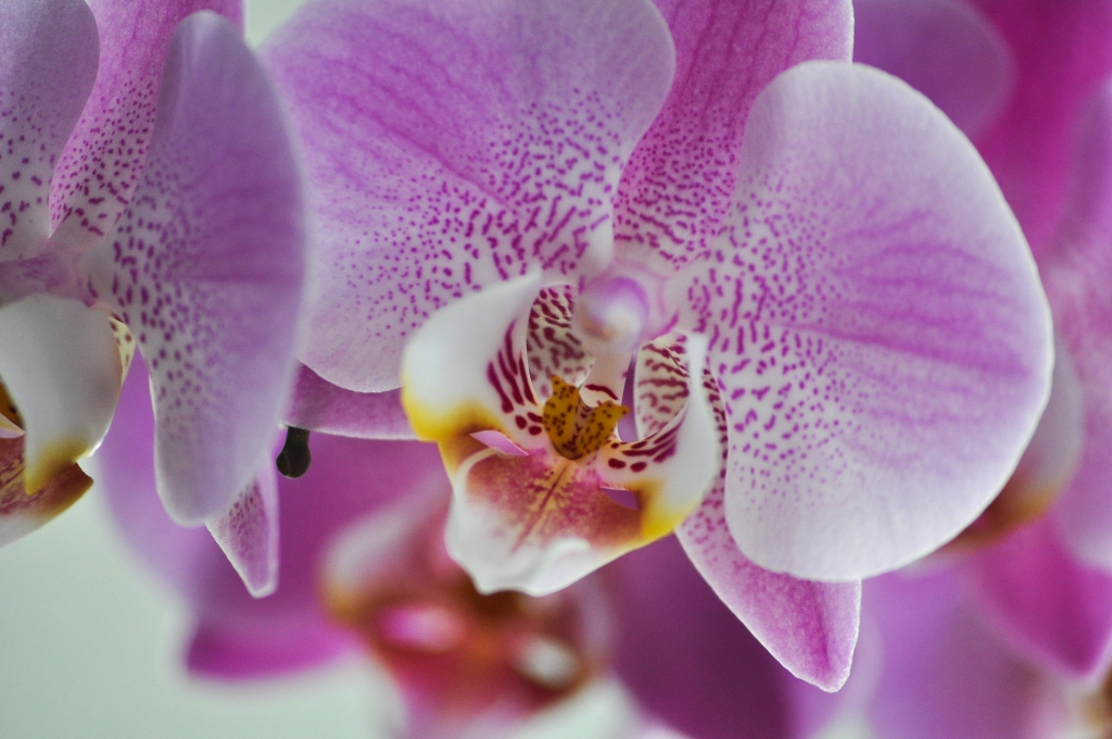 Orchidee
