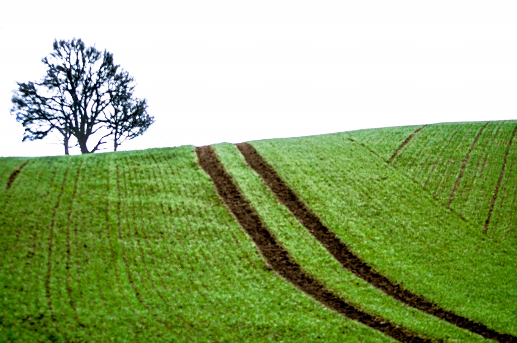 Dipinto naturale