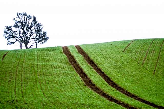 Dipinto naturale
