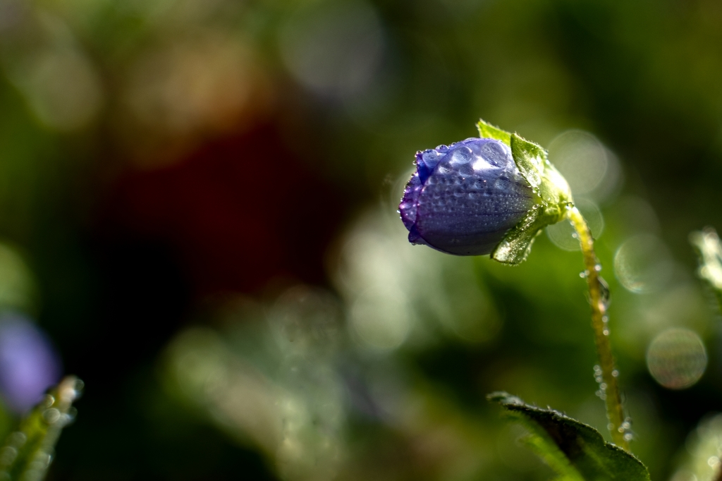 Fiore Non mi toccar