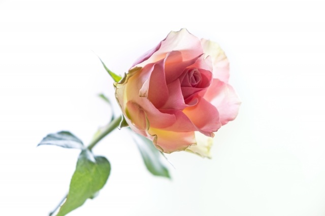 Rosa rosa