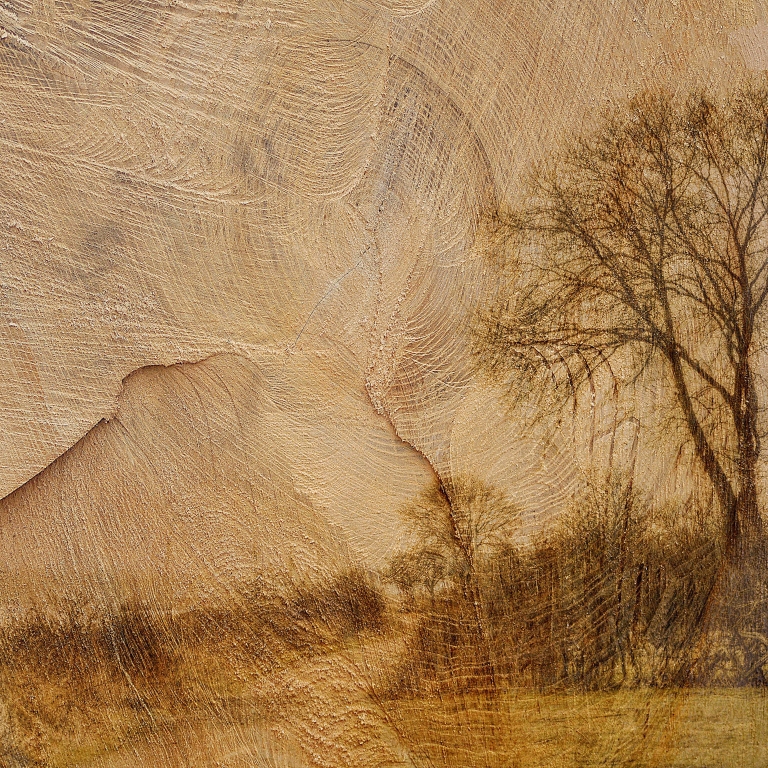 Alberi nel tronco