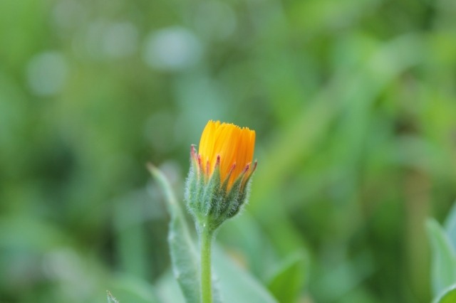 Primavera in arrivo