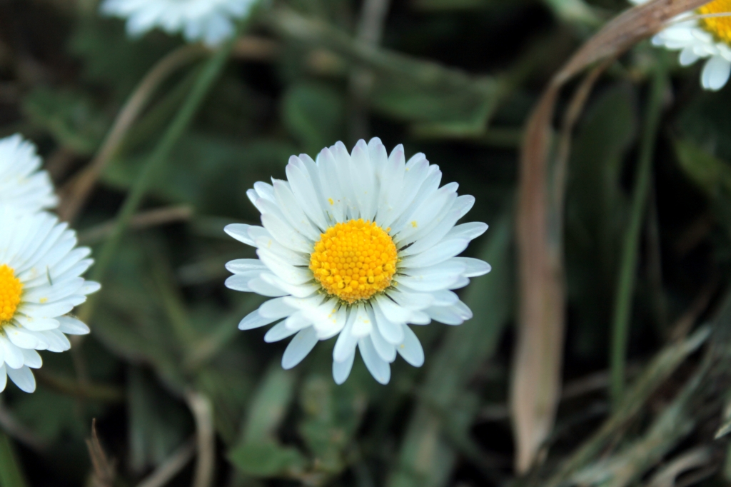 Primavera