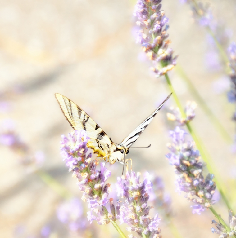 La farfalla sul fiore