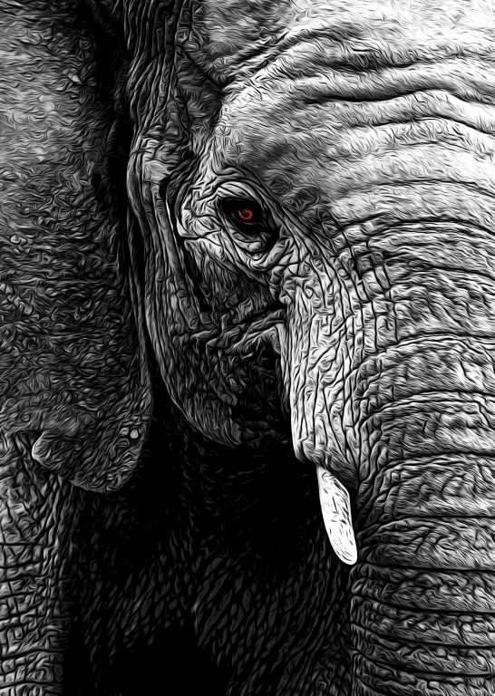 Elephant