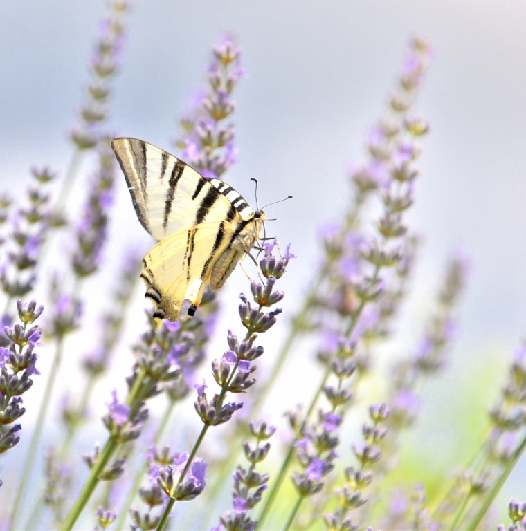 Papilio  Machaon