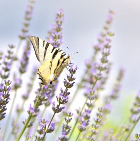 Papilio  Machaon