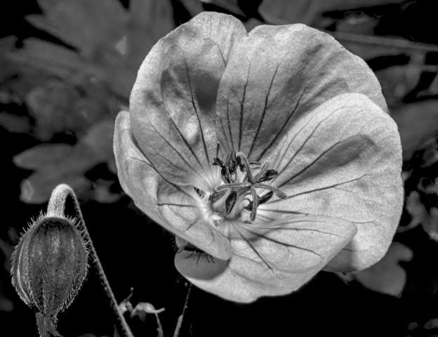fiore