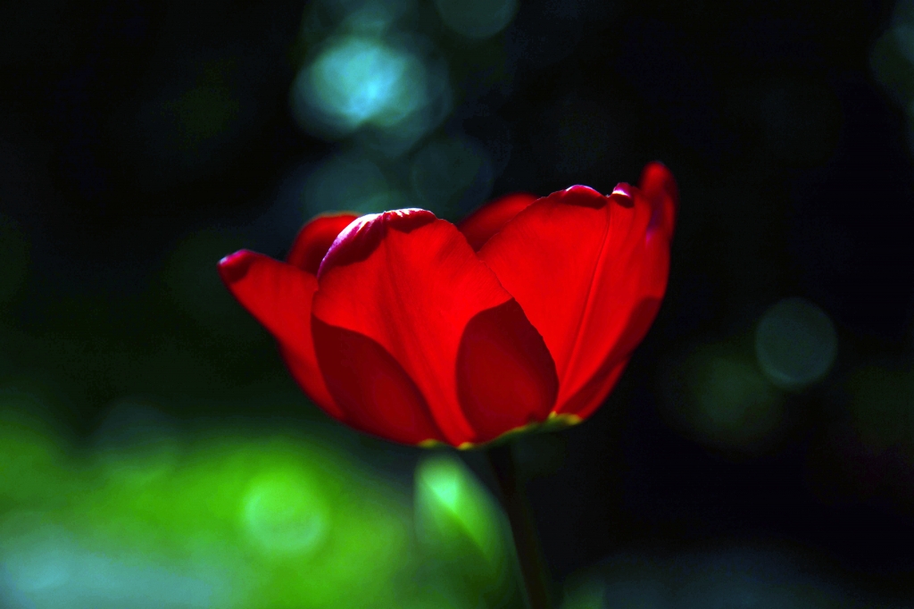 tulipano rosso