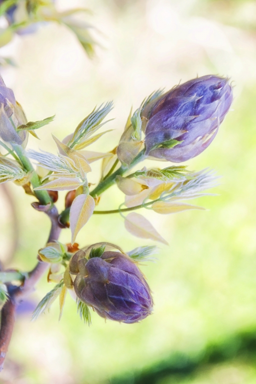 Fiori di  glicine