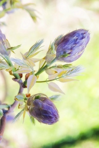 Fiori di  glicine